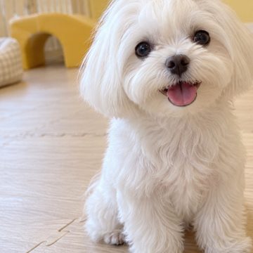 흰 강아지 사진